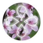 Recurso-11@2x-300x300